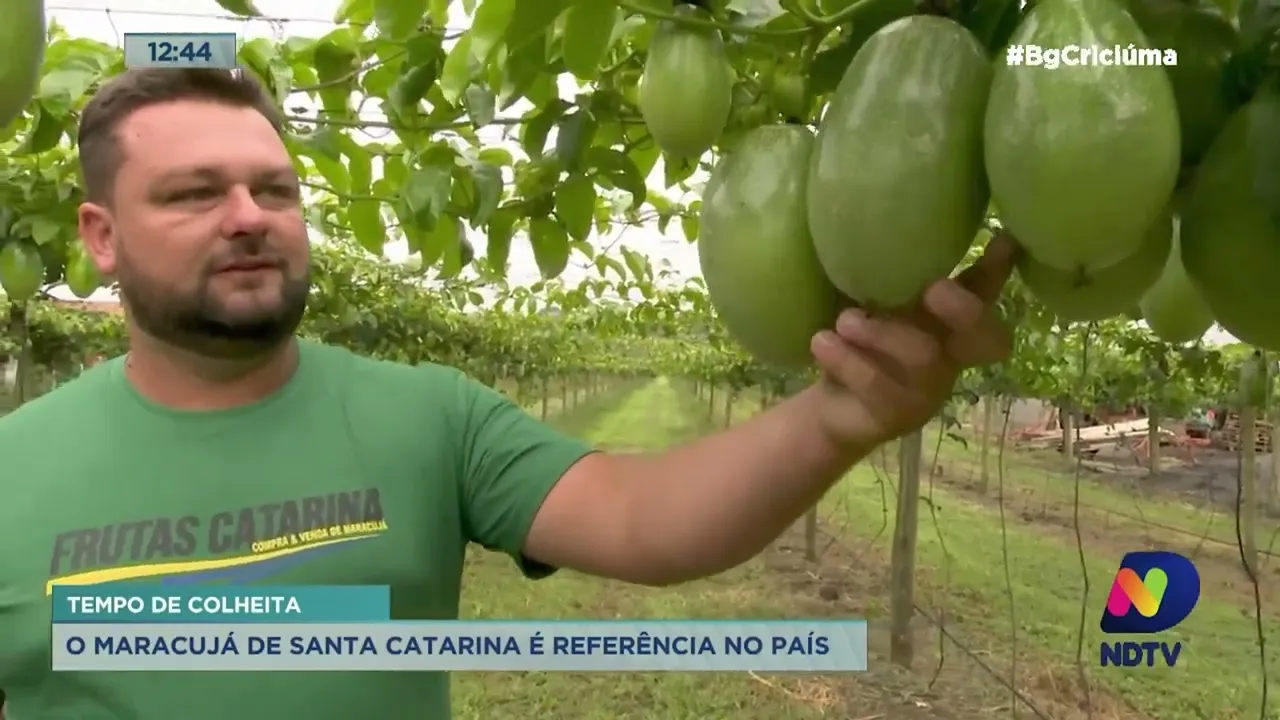 Aberta a temporada do maracujá em Santa Catarina, referência em todo o país