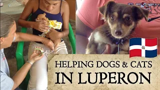 Helping 300 Dogs & Cats in Luperon, Dominican Republic (DCDR)