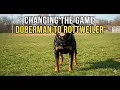 My First Rottweiler Changed Everything