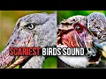 Download Lagu Suara burung paling menakutkan 😱