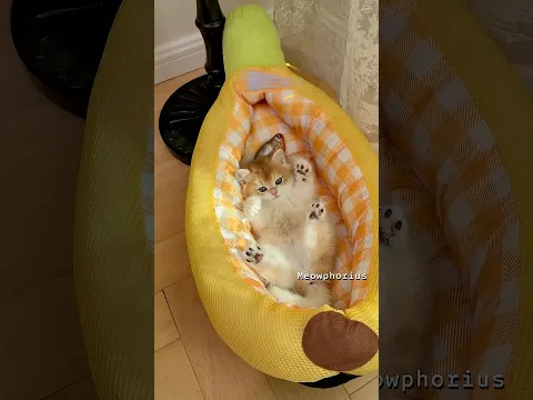 POV: You found the perfect banana bed for your kitten ππ» #cat #cute #shorts