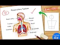 Human Respiratory system Diagram colour Drawing Easy labelled science project poster chart making