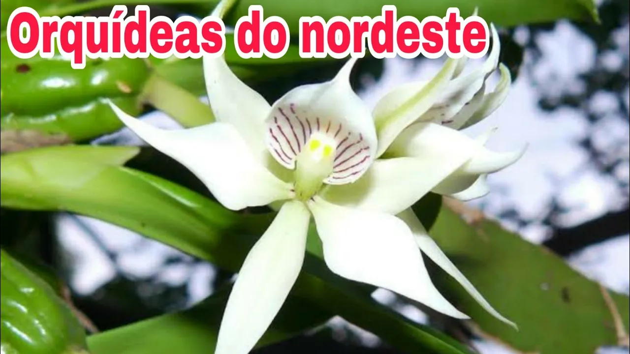 ORQUÍDEAS DE FÁCIL CULTIVO NO NORDESTE