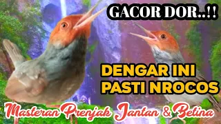 Download Masteran Prenjak Jantan Dan Betina Merangsang Prenjak Bahan cepat Bunyi MP3