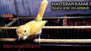 Download GACORIN SEKARANG.!! SRDC GACOR INI MENGUNDANG LAWAN PADA NARUNG, SIKATAN RIMBA , SRDC BALI GACOR MP3