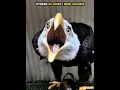 Burung menakutkan lainnya vs yang ini ☠️ | #burung #suara #elang #shonedit #newyork #amerika serikat