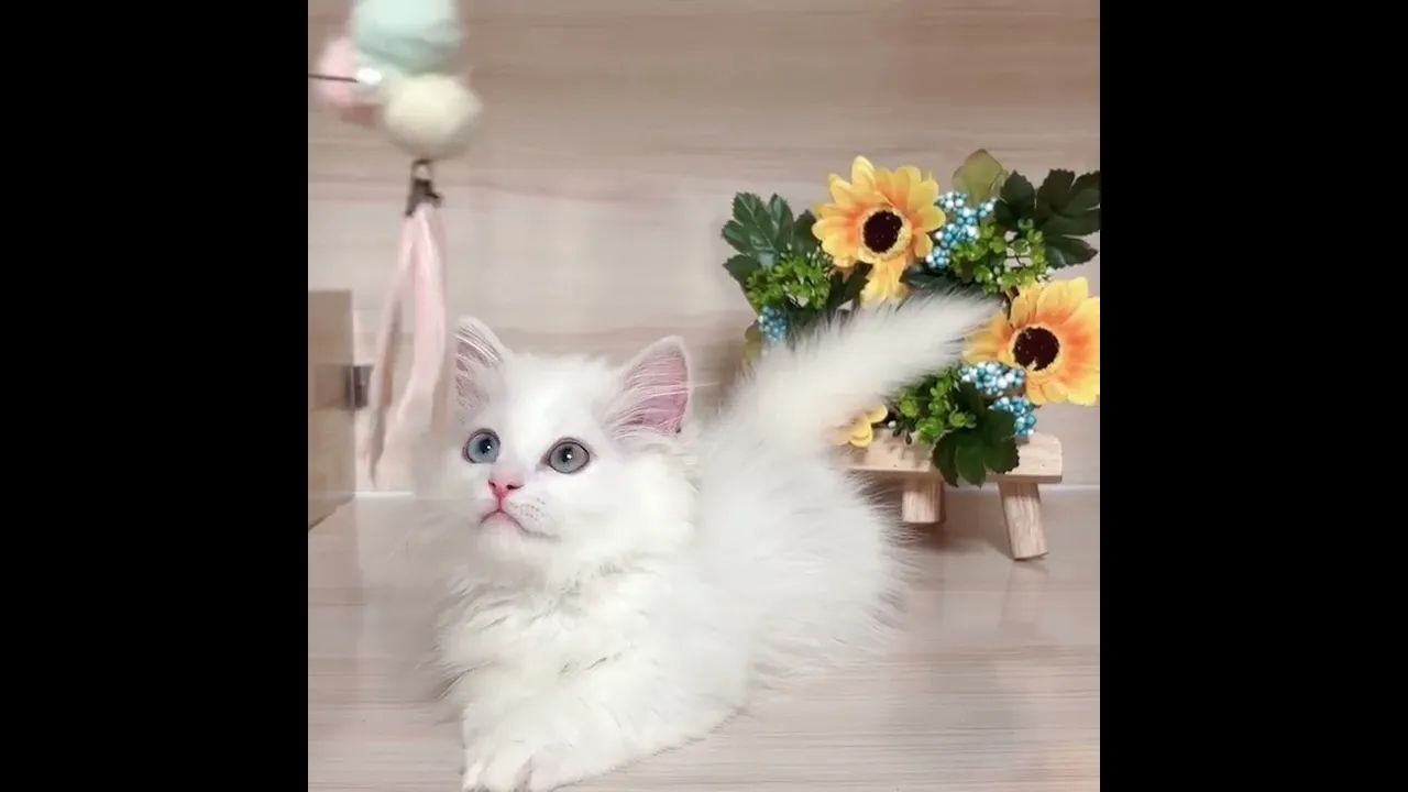 動画