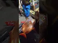 (ONCE IN A LIFETIME CATCH) FISHERMEN CATCH EAST COAST OPAH #fish #VIRAL