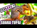 Download Lagu 🍉 SUARA TUPAI ( COCOK UNTUK BERBURU )