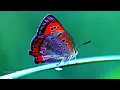 ERNESTO CORTAZAR -  Romantic Piano Love Songs - Greatest Hits