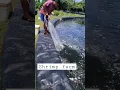 Download Lagu Shrimp Farm #shortvideo #shrimpfarm #howtoharvestshrimp