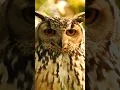 Download Lagu Owl Sound | उल्लू की आवाज़  ᵁˢᵉ🎧