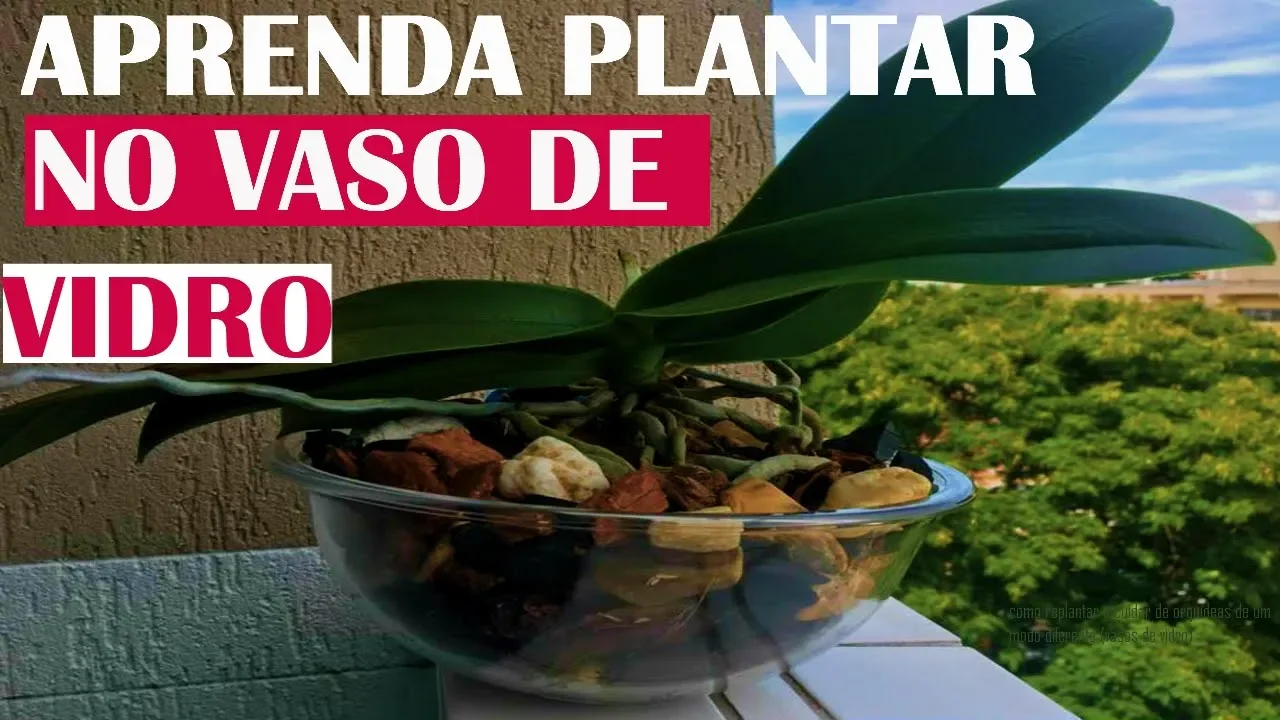 COMO REPLANTAR E CUIDAR DE ORQUÍDEAS DE UM MODO DIFERENTE (PLANTAR EM VASOS DE VIDRO)