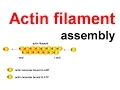 Actin filament assembly