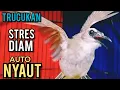 Lagu TRUCUKAN BISU TRUCUK STRES TRUCUK BAHAN AGAR BUNYI GACOR PUTARKAN PANCINGAN INI PASTI NYAUT GACOR
