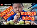 Download Lagu Mangga tulang!mangga tulang! begitulah aku menjual mangga dipinggir jalan gaess,