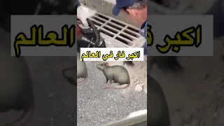 اكبر فأر هتشوفه في حياتك 