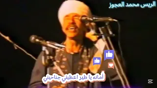 محمد العجوز موال امانه يا طير اعطيني جناحيني 