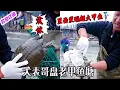Download Lagu 大表哥盘老甲鱼塘，里面发现超大甲鱼#户外#viralvideo #抓鱼