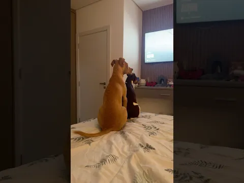 Quando descubro que a mamae chegou! - QUERIDO DIARIO