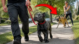 Don’t Take Your Dog in Public Unless You Master These 5 Skills!