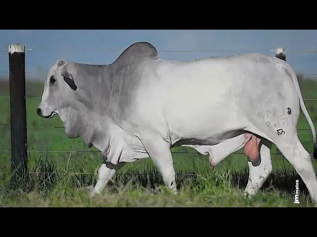 Garrote Nelore GLMP - 1669