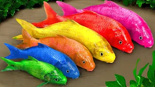 Cartoon crocodile pink snake and colorful eel Colorful baby fish Stop Motion Funny Animation