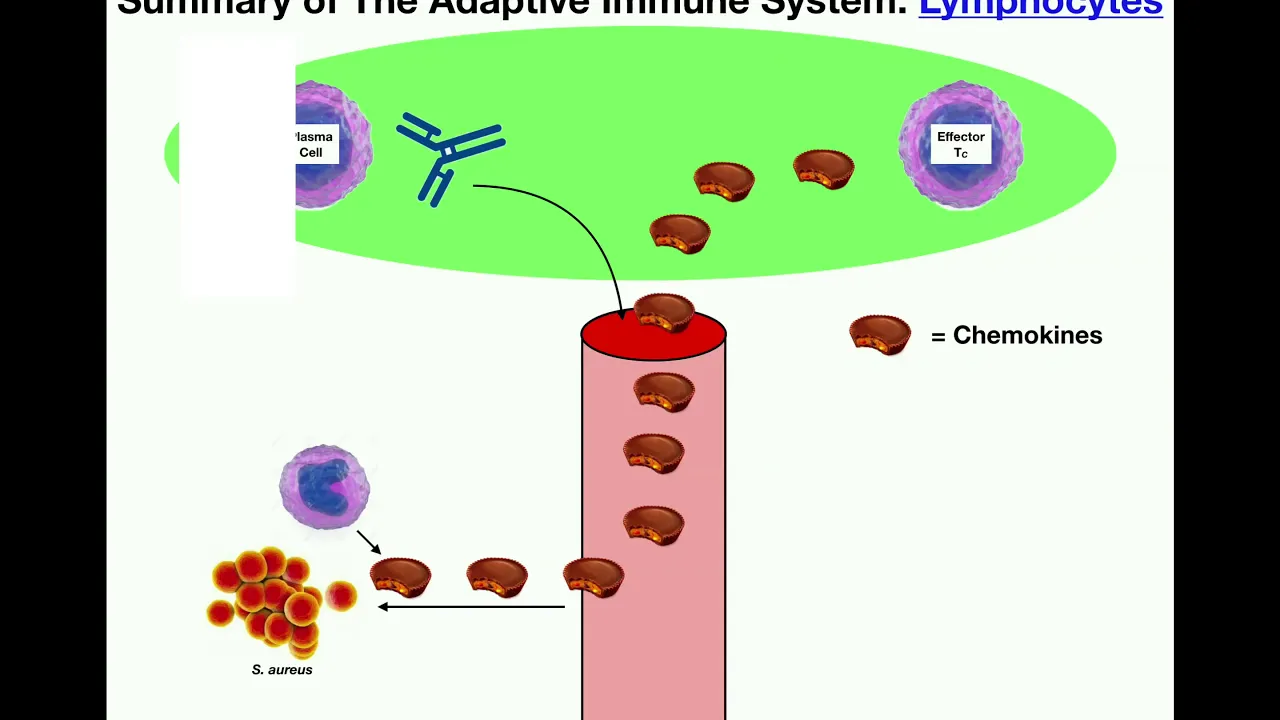 Summary of the Adaptive Immune System [T & B Cells]