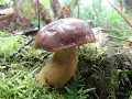 Identifying the Bay Bolete Imleria badia