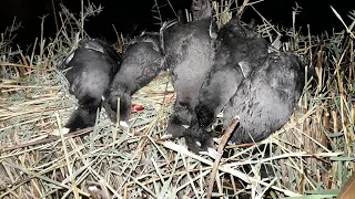 اصوات الطيور خضري ابو زله دجاجه مصو 