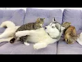 Lagu This Giant Husky Was NOT Ready for These Kittens – Hilarious Reaction!