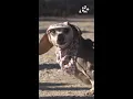 OPINION The cutest dogs ever take over Austin Texas