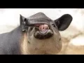 Skin Bones - Big Idea Biogeography new version