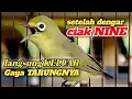 Download Lagu Ciak Ciak Betina Kecial Kuning Bikin Jos Gacor Ngotot Kecial jantan