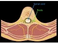 Download Lagu Spinal nerves