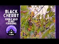 Black Cherry Edible Wild Plant Foraging Harvesting Cherries