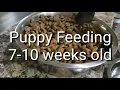 Feeding Puppies 8 weeks old