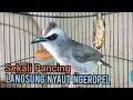 Download Lagu Masteran Trucukan gacor Lanjut Ropel panjang Suara Bagus untuk pancingan trucukan agar bunyi gacor