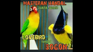 Download LOVEBIRD lanjut SOGON!! duel suara masteran paling dicari para kicau mania!!!!!@DEWAELECTONE MP3