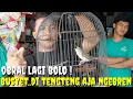 Lagu OBRALL..OBRAL..! BURUNG GACORAN EKOR PANJANG TAK KASIH MURAH PLUS BONUS SANGKAR