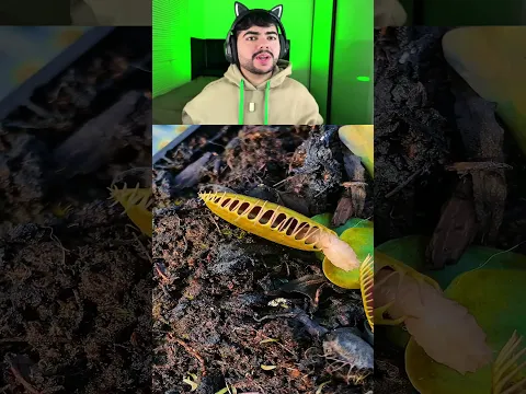 PLANTAS CARNÍVORAS: COMO ELAS FUNCIONAM? 🌱