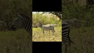 OMG SAFARI LIFE #travel #safari #africa #sailing #sailing life