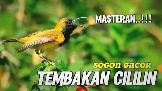 Download Sogon gacor tembakan cililin || pancingan sogon agar bunyi #pancingansogon #terapisogon #sogonbahan MP3