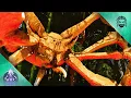 I Tamed a Max Level Karkinos with my New Trap - ARK Aberration E33