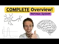 ACE Your Nervous System Exam - Comprehensive Overview