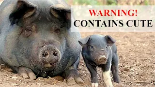 From Cute to Crazy: The Chaos Unleashed by Our New Piglets – Free Range Homestead Ep 36