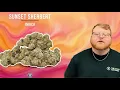 Sunset Sherbert Strain Review Explode Your Senses