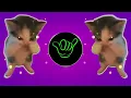 DJ KICAU KICAU KICAU MANIA FULL SONG MAMAN FVNDY VIRAL TIKTOK TERBARU YANG KALIAN CARI 2026