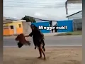Download Lagu pertarungan sengit ayam vs orang gila...😱😱😱😂😂😂😂