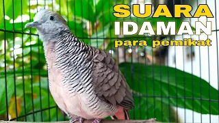 Download SUARA PERKUTUT LOKAL IDAMAN PARA PEMIKAT - MANTAP UNTUK PANCINGAN MP3